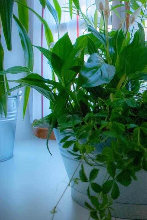 Ferienwohnung Lilly Дорнбирн Екстериор снимка
